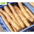 Chinese Fresh Yams For Sale